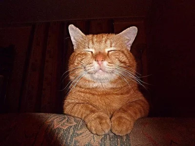 perfidnyplan - @mDick: dzięki, to już wiem że mój kot to krzyżówka munchkina z dachow...