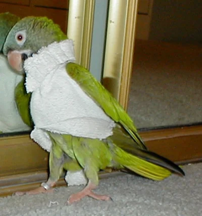 likk - #papugiwswetrach

#papuszkaboners #papugi #zwierzaczki

standardowo w bonu...