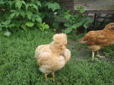 BroWarPolskaS1337 - #wies #rolnictwo #zwierzaczki 
Śmieszne te kurczaki z "czapkami" ...