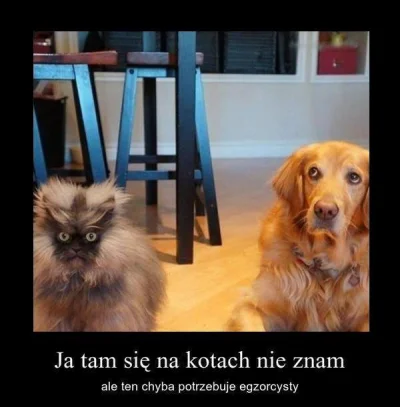 kameleon_k - #smiesznypiesek #koty #heheszki #dziendobry #zwierzaczki