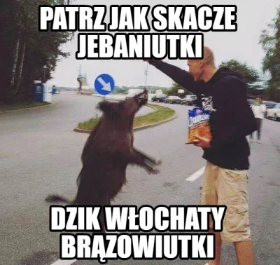 sikzmiednicy - #heheszki #dzik #sikzmiednicycontent