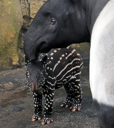 M.....a - #smiesznepieski #tapiry