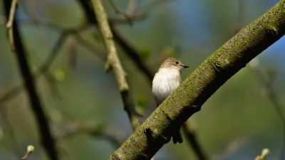sedros - Koleżanki i koledzy z #ornitologia i nie tylko - pomóżcie. Co to za ptaszek?...