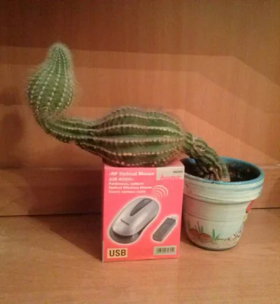 Marekexp - Miałem kiedyś takiego śmiesznego kaktusa
#wtf
