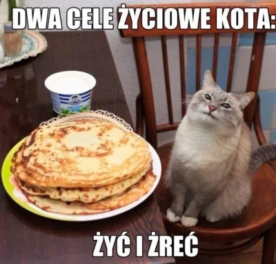 annawzn - #heheszki #koty #kotnadzis #smiesznypiesek #zwierzaczki