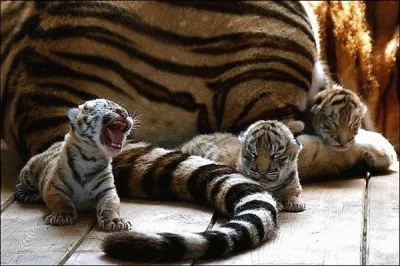 nexiplexi - #pixdaus #zdjęcia #tygrysy #koty #zwierzeta
