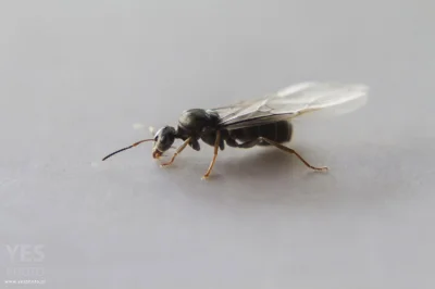 duckar - Na prośbę @bbZ1337 wrzucam zdjęcie tej, królowej mrówek, którą złapałem, a o...