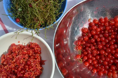 Browin - Domowe wino z czerwonych porzeczek

Składniki na 10 L nastawu:
- 5 kg cze...