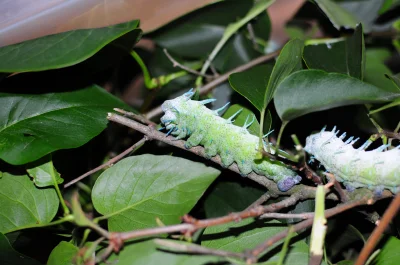 Papja - Chyba moja największa gąsienica Attacus atlas, czyli największego motyla świa...