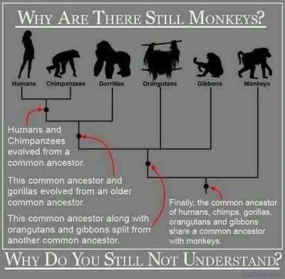 kocham_jeze - Argumenty w stylu "skoro człowiek pochodzi od małpy, to czemu nadal są ...