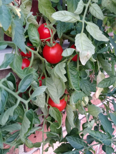 Crea - Pierwszy dzień lata, a ja już zbieram pierwsze plony. 
Pomidorki hodowane na p...