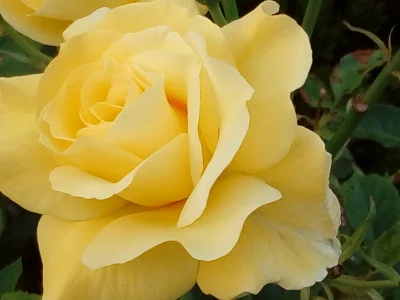 laaalaaa - Róża 83/100 
#mojeroze #chwalesie #ogrodnictwo #mojezdjecie