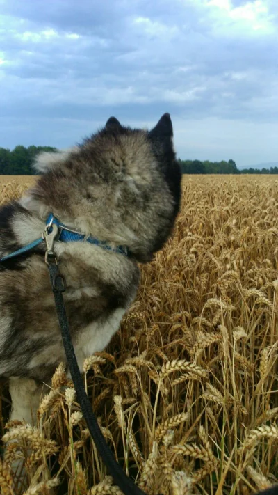 c.....t - Ten pies to najgorszy model na świecie. Przysięgam :/
#pokazpsa #zwierzaczk...