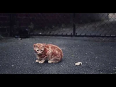 sorek - Kolejny filmik z kotami. Tym razem również w 4x slow motion ( ͡° ͜ʖ ͡°)

#k...