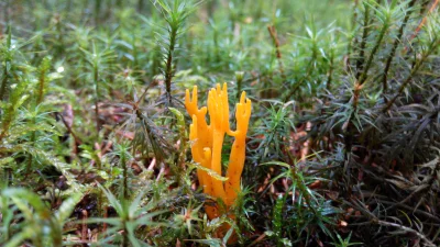 californication - Pięknoróg największy (Calocera viscosa (Pers.) Fr.)



#grzyby #fot...