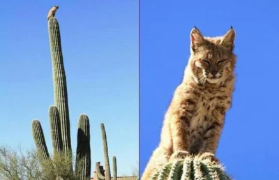 GraveDigger - Rysiełek na kaktusie ( ͡° ͜ʖ ͡°)
#zwierzaczki #rysie #dzikiekoty