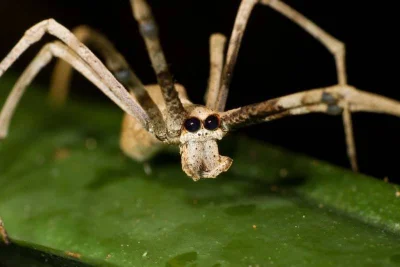 DuchBieluch - Gladiator (deinopis subrufa) – gatunek pająka występujący we wschodniej...