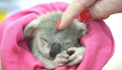 Najzajebistszy - A puci puci (｡◕‿‿◕｡)

#koala #koalowabojowka #zwierzaczki