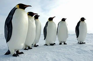 niedowierzanie - #zdjecia #pingwiny

No elo, ktoś tu ostatnio wrzucał foteczkę gośc...