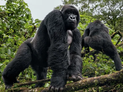 moooka - Srebrnogrzbiety goryl z parku narodowego w Demokratycznej Republice Konga. W...