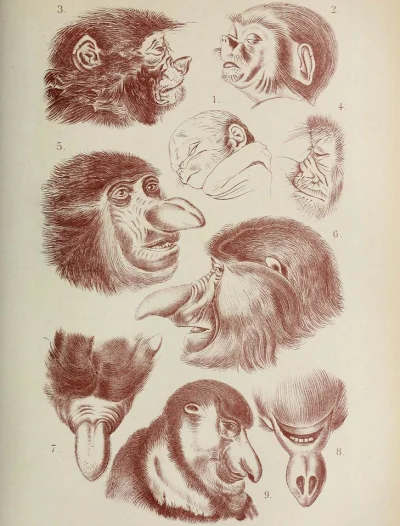 pebu - Nosacze sundajskie /Nasenaffe, Nasalis larvatus/ (Haeckel 1910)

źródło

#...