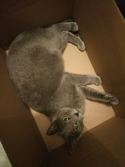 tylkodzienna - #pokazkota #koty
Hati lubi pudełka