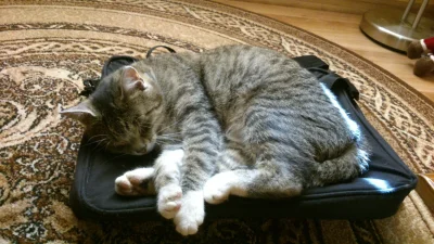k.....z - Najwygodniejsze miejsce w całym domu - torba od laptopa

#koty #pokazkota #...