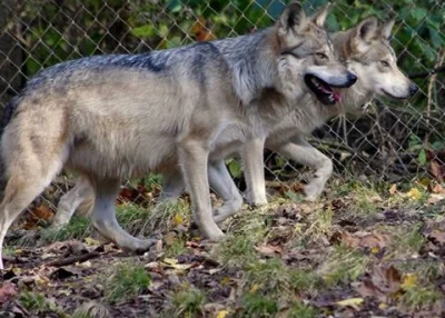 Warwick - Przykład ewolucji ujemnej

Miałem wczoraj pisać o rozumieniu rodziny prze...