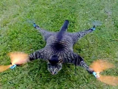 Ratusz1 - Co ja oglądam, wtf
#koty #kot #drony nie wiem czy też #heheszki bo to podc...
