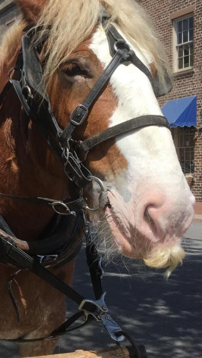 f.....2 - #smiesznypiesek #konie
Koń z ludzkimi wąsami.