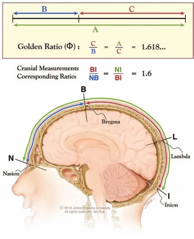 RFpNeFeFiFcL - Amerykańscy neurochirurdzy znaleźli w ludzkiej czaszce oznaki, które m...