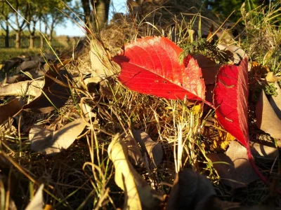 AlexAndR - the last leaf of autumn
#tworczoscwlasna #fotografia #jesien #mojezdjecie