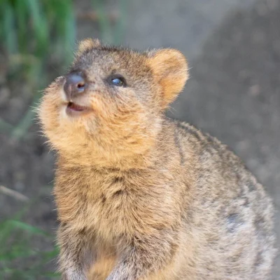 mfek00 - Czy to śnieg?
#quokkanadzis #quokka #zwierzaczki