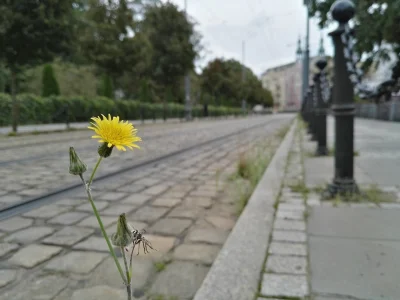 Jarek - Takie dziś zdjęcie telefonem zrobiłem w Poznaniu. Podoba się?

#poznan #fot...