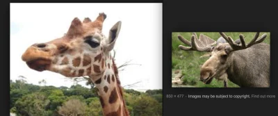 v.....a - > co ma wspólnego żyrafa z łosiem?

@Barto_: myślę że kształt pyska i usz...