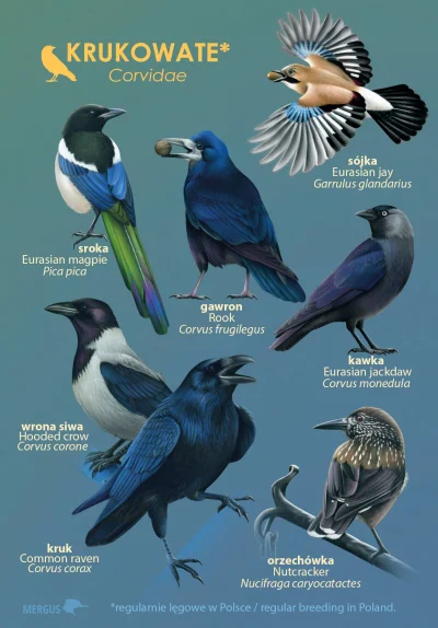 Lifelike - #nauka #biologia #ornitologia #przyroda #ptaki #ciekawostki