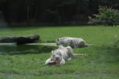 forest23 - @Ausoy: nie trzeba jechać do Chin https://www.serengeti-park.de/ , byłem k...