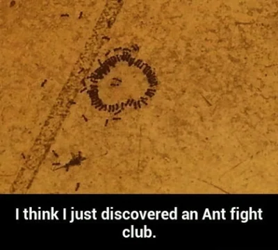 pestis - [ #fightclub #heheszki #humorobrazkowy ]