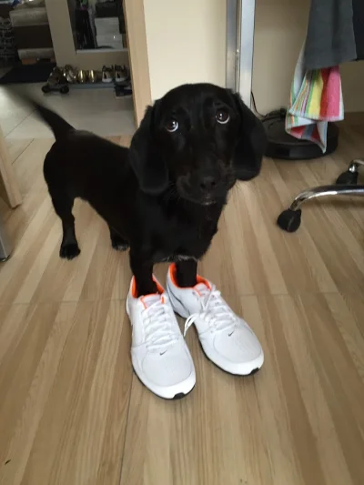 bastek8989 - Nowe buty, joł

#pokazpsa #psy #smiesznypiesek #labrador #jamnik #jamn...