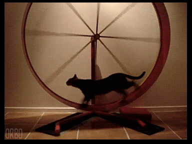 b4kus - #gif #koty #perfectloop 



w centrali internetu