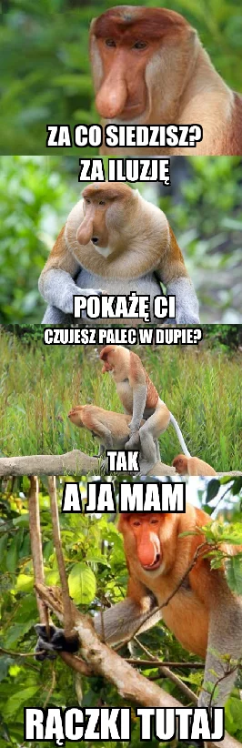 domikv13 - #nosaczsundajski #nosacz #heheszki #memy #humorobrazkowy #konkursnanajbard...