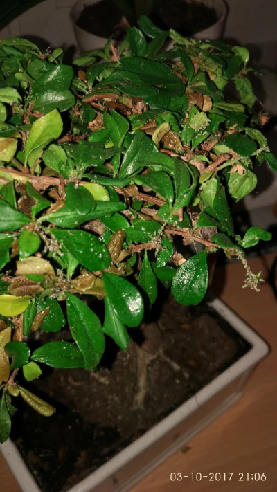 zortabla_rt - Ktoś się zna na bonsajach? Lepke liście, jakieś białe kropki, liście op...