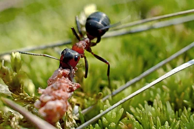 biuna - #zdjeciabybiuna #fotografia #makro



SPOILER
SPOILER