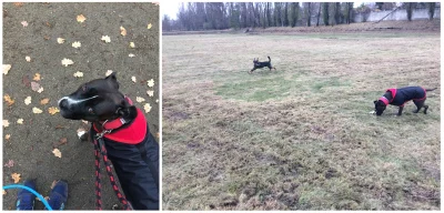 e.....5 - Spacer na 8km plus szaleństwo z nowym kolegą o świetnej nazwie "Patyk" :)
...