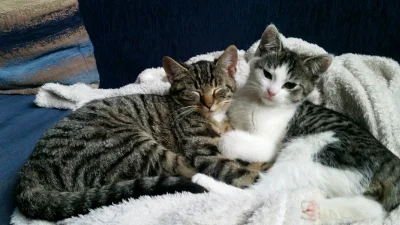 n4nowaty - Dwa koty w domu są zdecydowanie lepsze niż jeden. Poletzam
#koty #kot #pok...