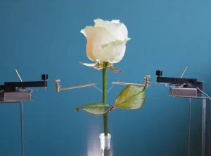 Sierkovitz - Naukowcy stworzyli różę cyborga

Roślina jest przykładowo w stanie zmi...