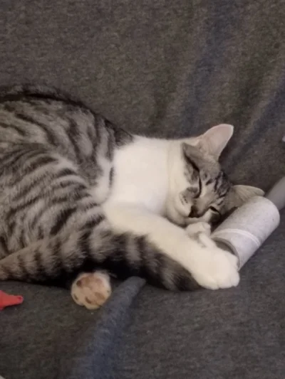 TurboTapir - i to je synergia xd