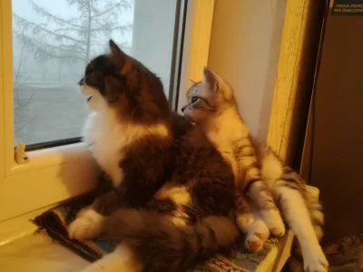 kijanka23 - Mama wysłała mi właśnie fotkę jak #kotki polują na sikorki za oknem. Czar...