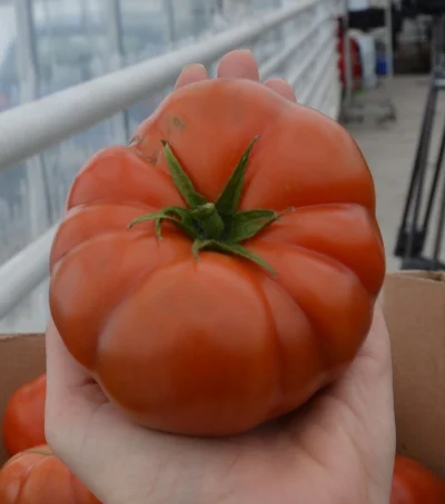 walerrr - taki byczek się trafił :D #pomidory #zdrowie