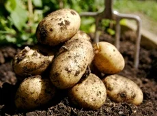 imVaniX - @TomgTp: Ja tylko ziemniaki sadzę